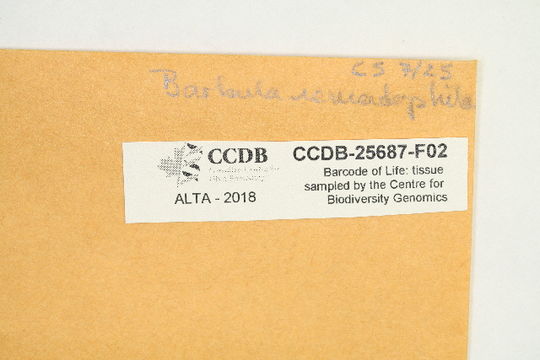 Image of barbula moss