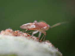 Psallus haematodes (Gmelin 1790) resmi