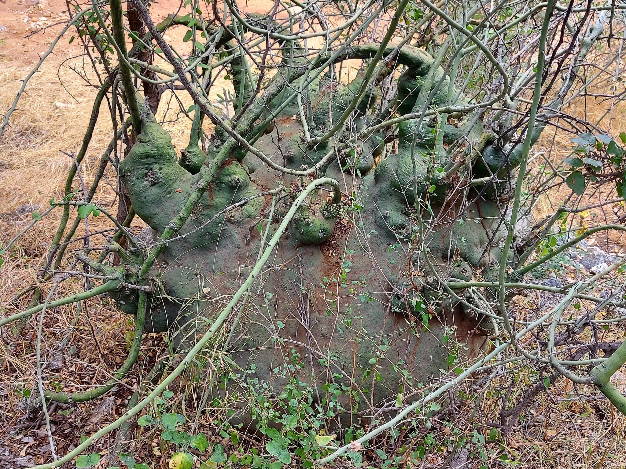 Image of Elephant's foot