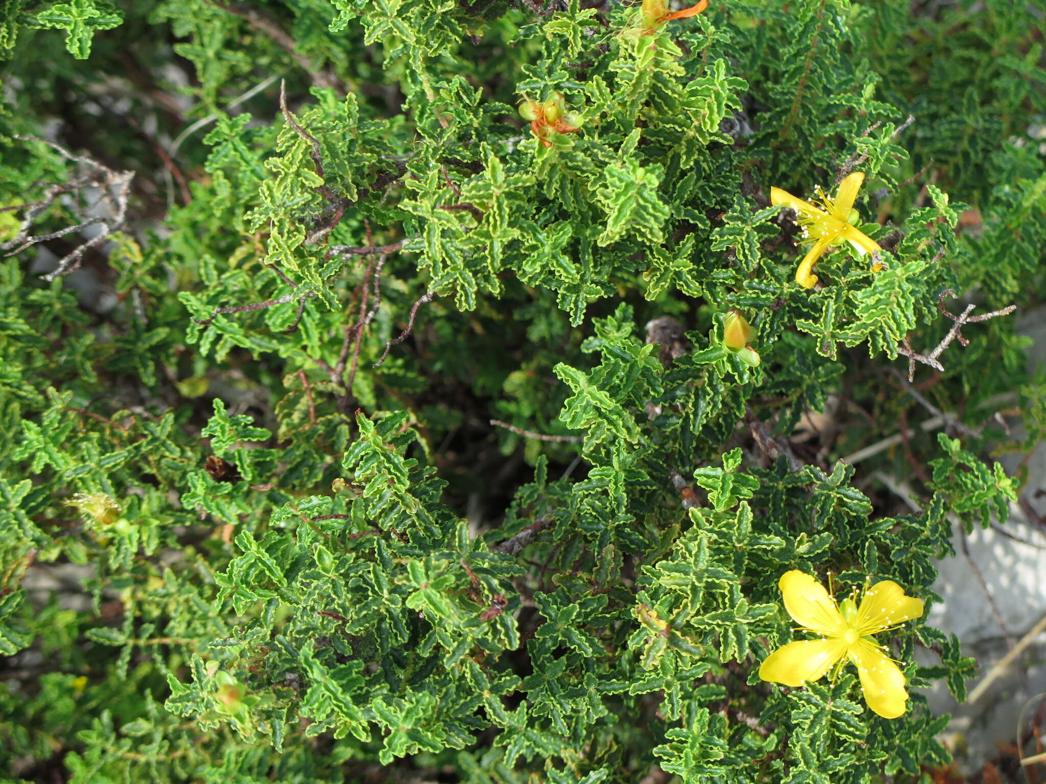 Image of Hypericum balearicum L.