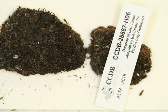 Image of barbula moss
