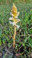 Image of oxtongue broomrape