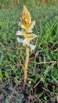 Image of oxtongue broomrape