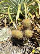 Image of Mammillaria eriacantha Link & Otto ex Pfeiff.