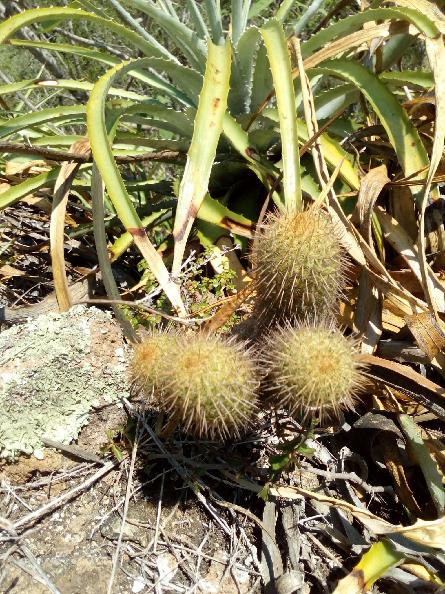 Image of Mammillaria eriacantha Link & Otto ex Pfeiff.