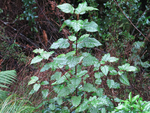 Image of wineberry