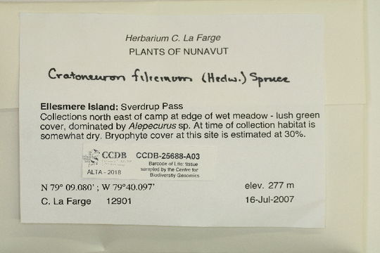 Image of cratoneuron moss