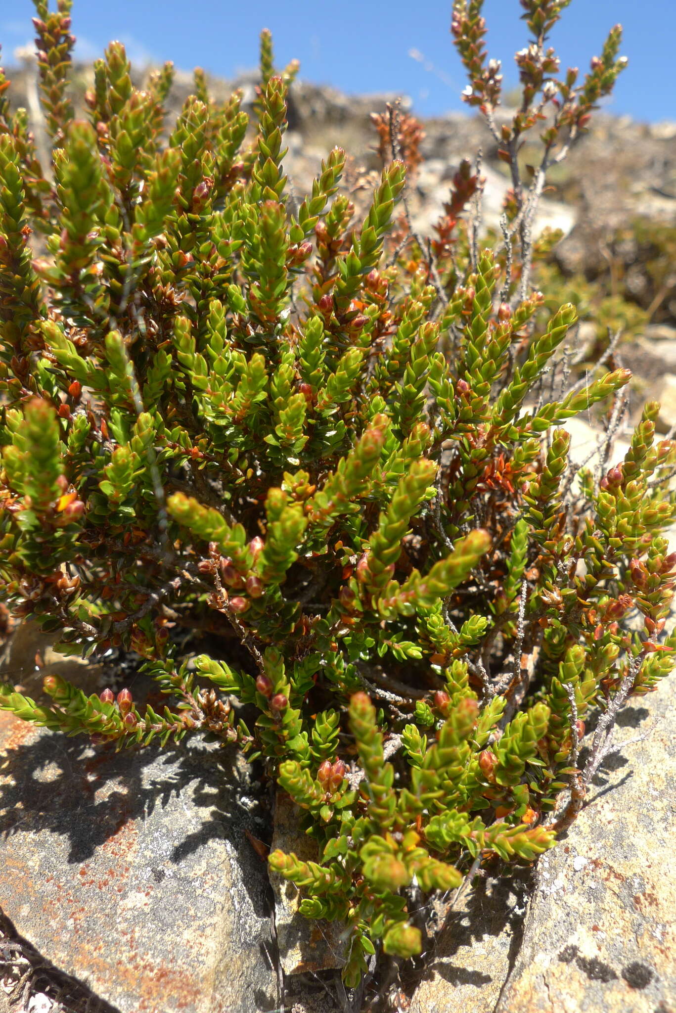 Imagem de Epacris alpina Hook. fil.