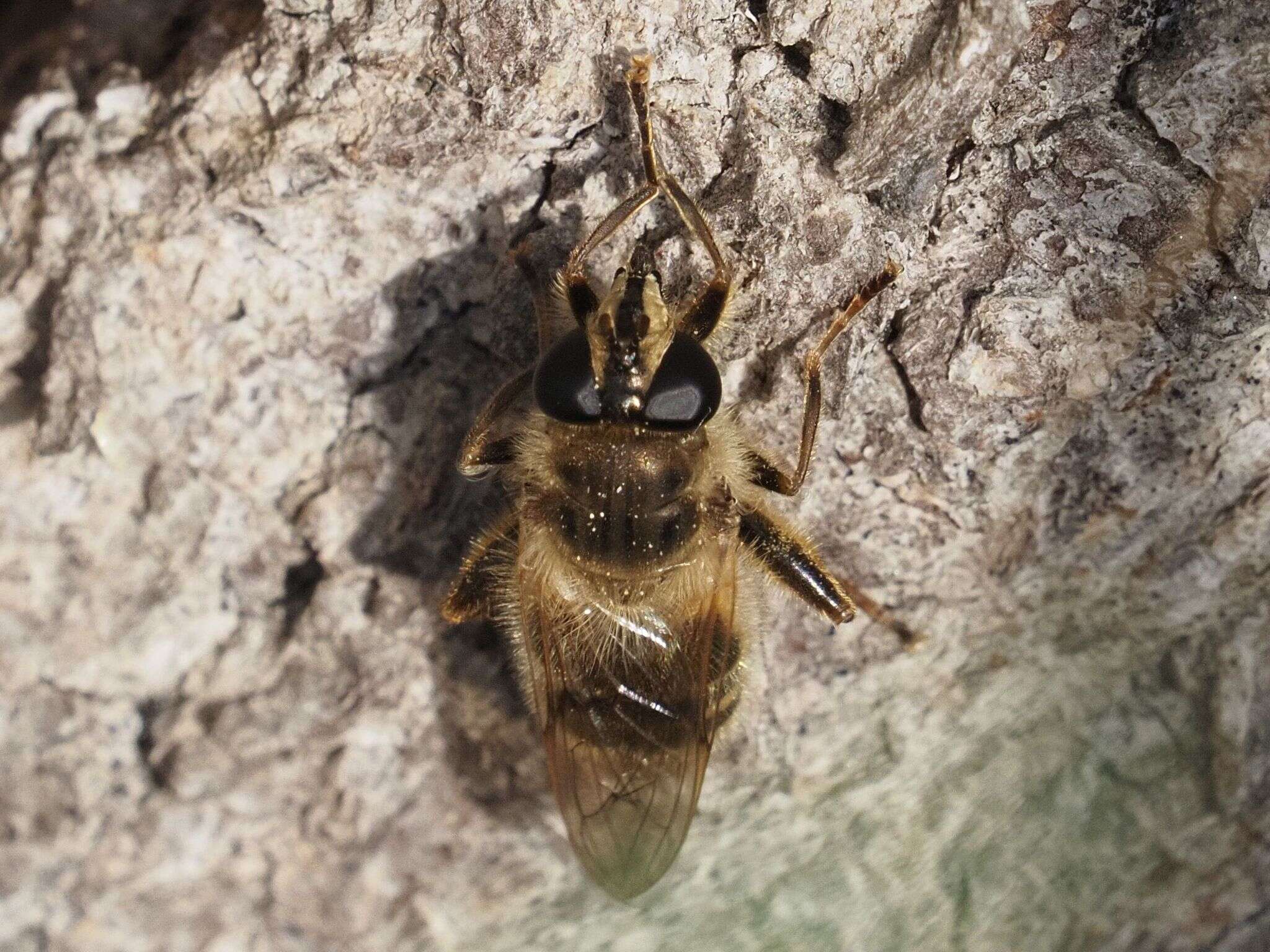 Image of Criorhina pachymera (Egger 1858)