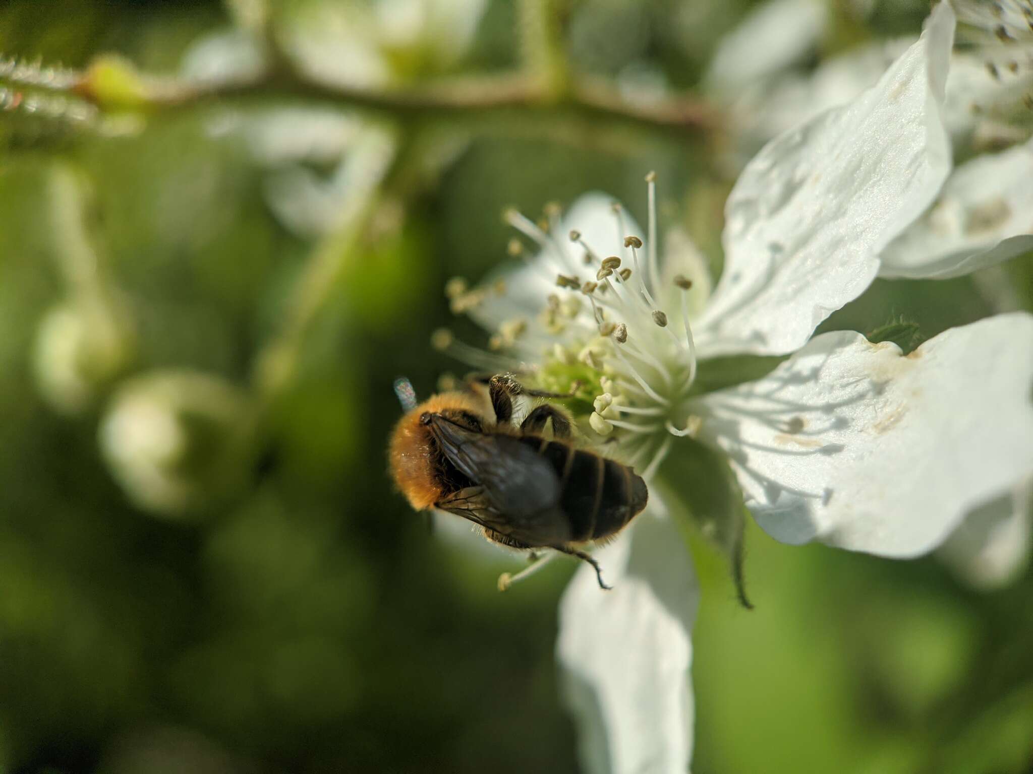 Image of Mason bee