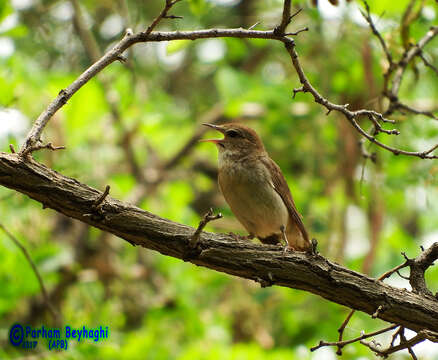 Image of nightingale, common nightingale