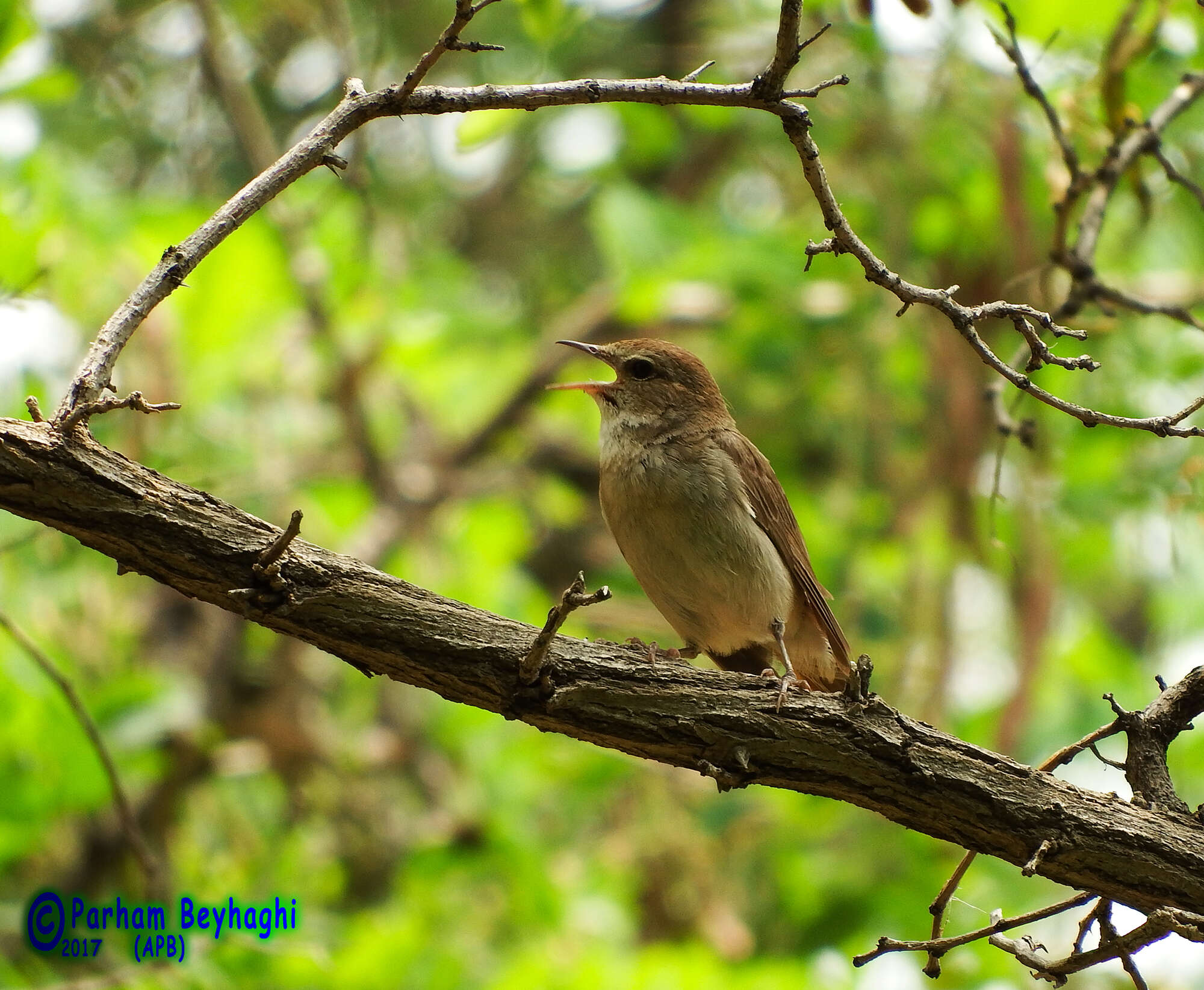 Image of nightingale, common nightingale