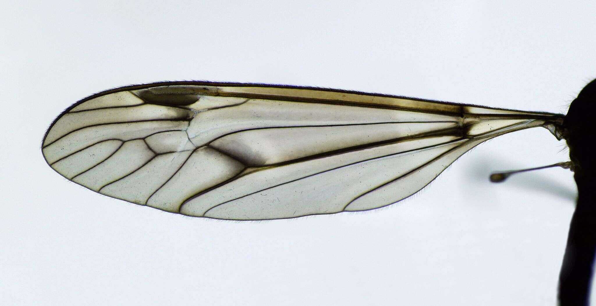 Image of Leptotarsus (Macromastix) cubitalis (Edwards 1923)