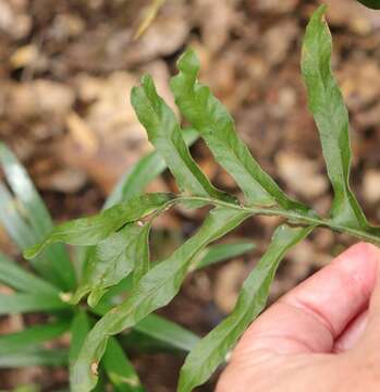 Polypodium ensiforme Thunb.的圖片