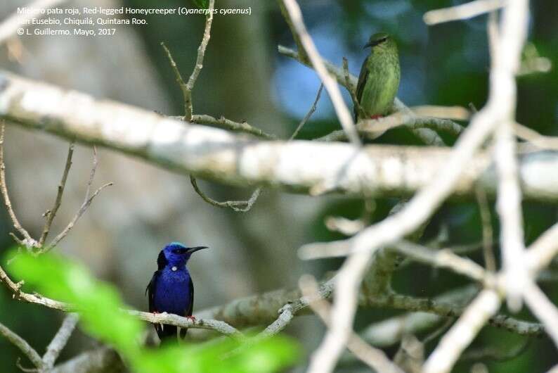 Image of Honeycreeper