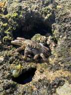 Image of scaly rock crab