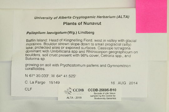 Image of psilopilum moss
