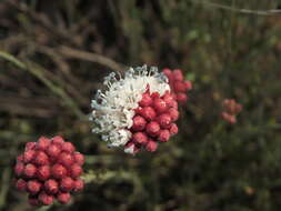 Sivun Malesherbia fasciculata D. Don kuva