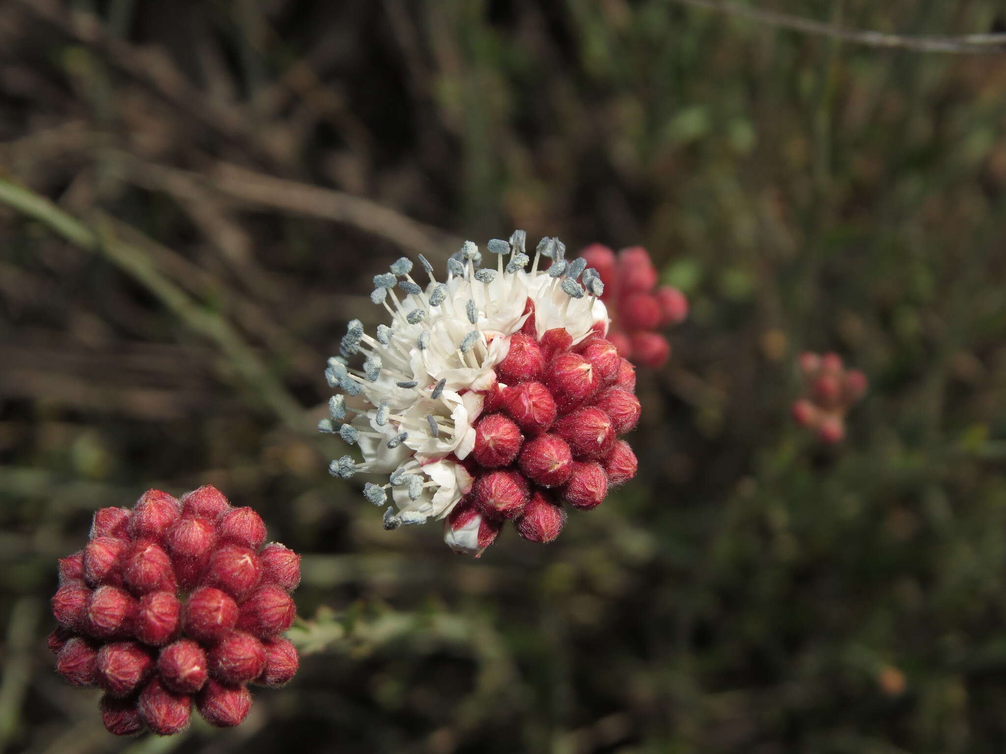 Imagem de Malesherbia fasciculata D. Don