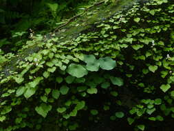 Image of Ariopsis peltata Nimmo