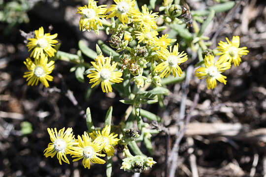 Image of Delosperma fredericii Lavis