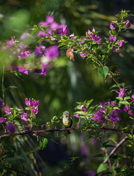 Image of Souimanga Sunbird