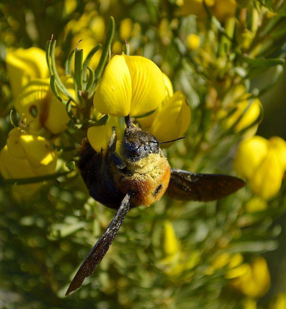 Xylocopa flavorufa (De Geer 1778) resmi