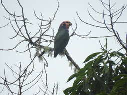 Image of Speckle-faced Parrot