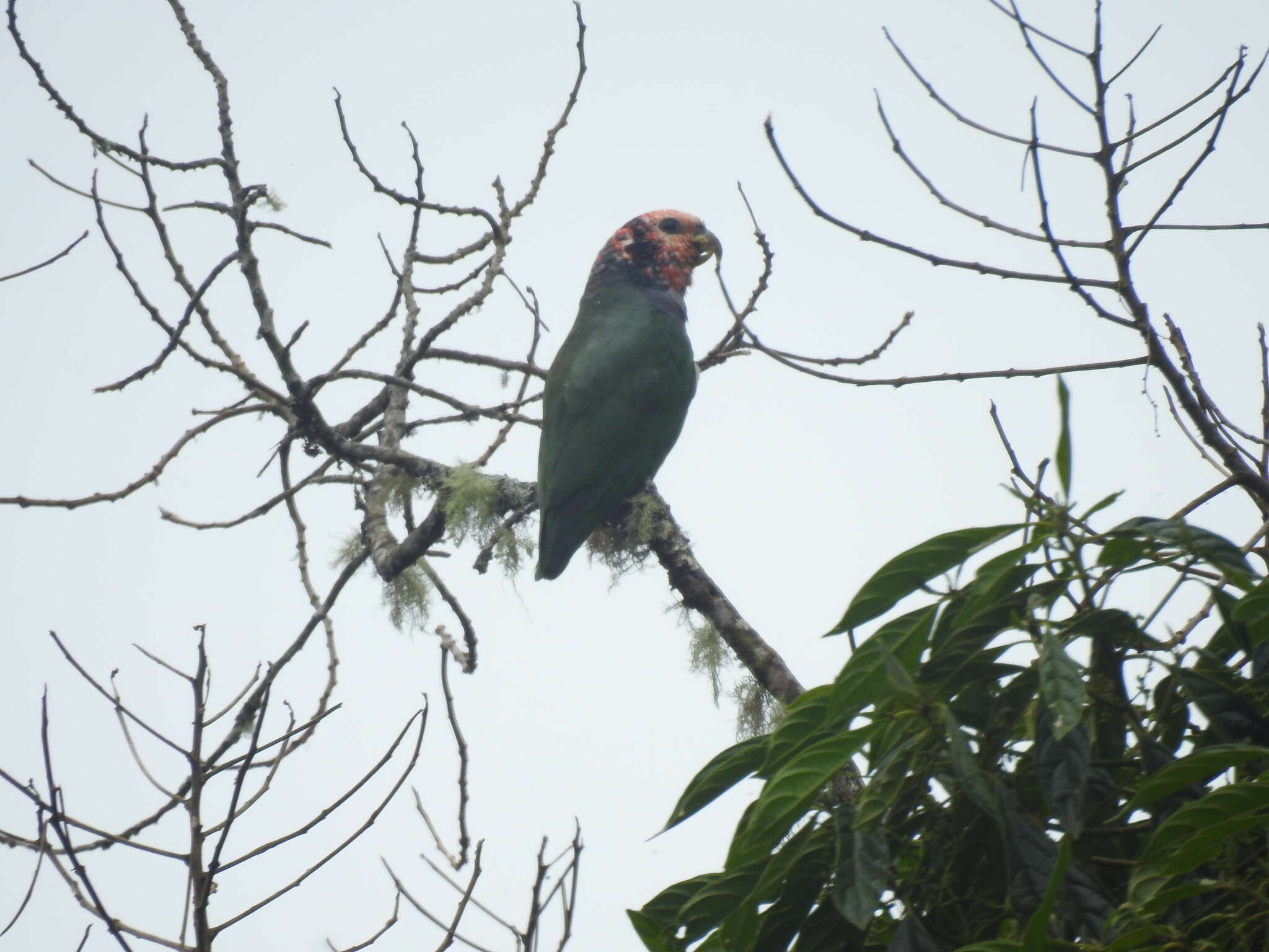 Image of Speckle-faced Parrot