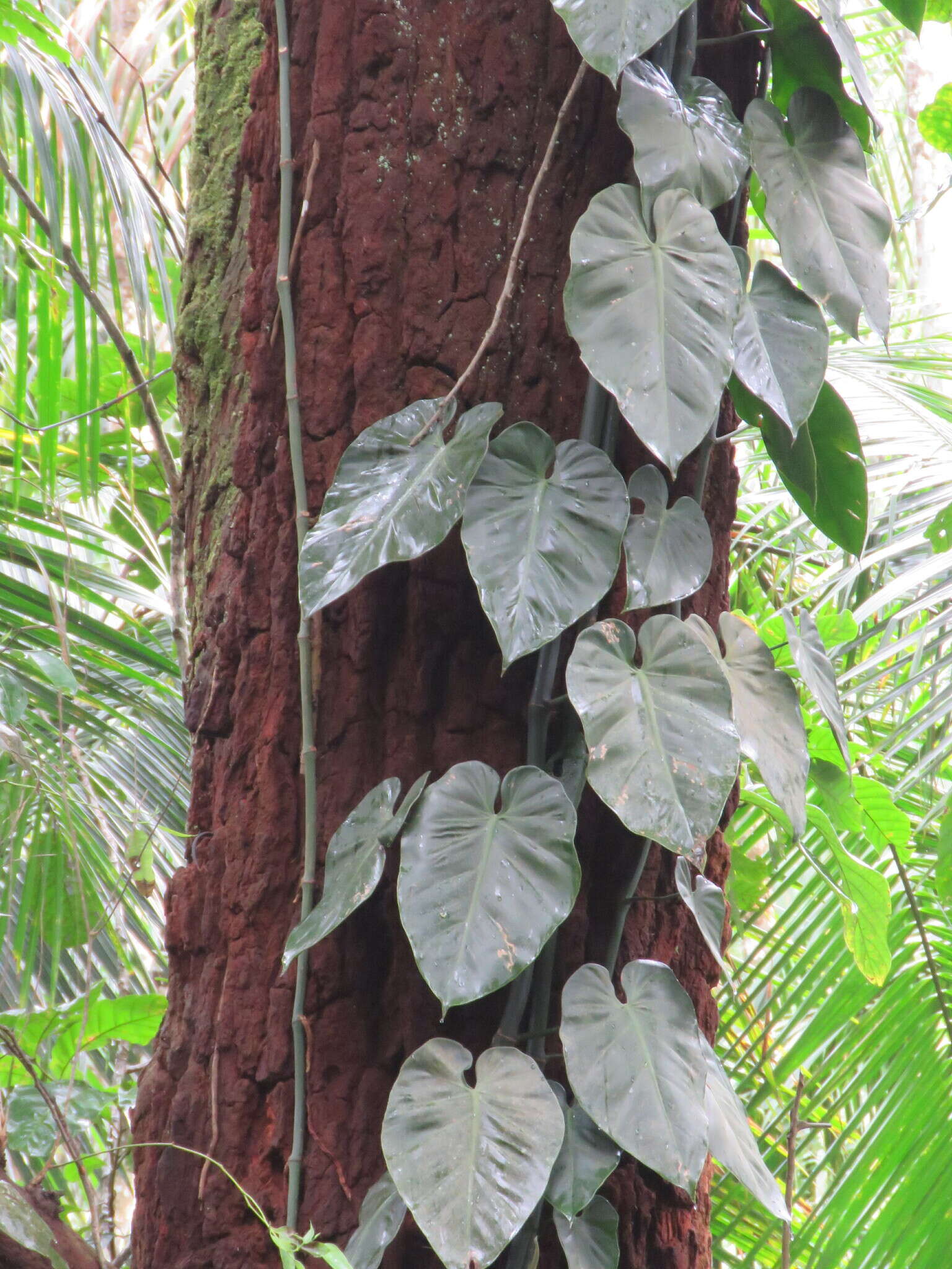 Image of heartleaf philodendron