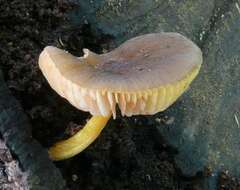 Image of Pluteus pauperculus E. Horak 2008