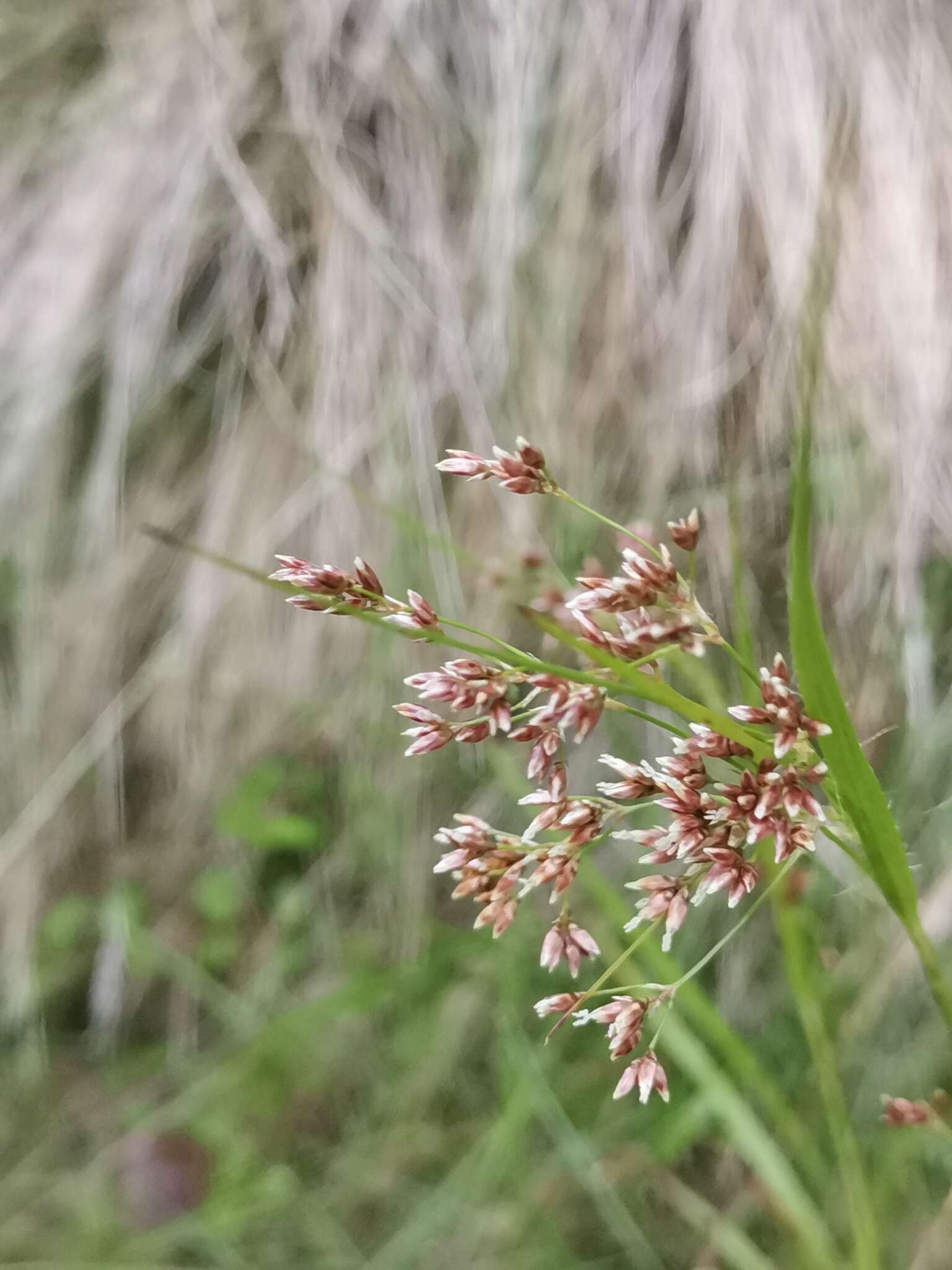 Imagem de Luzula luzuloides subsp. rubella (Hoppe ex Mert. & W. D. J. Koch) Holub