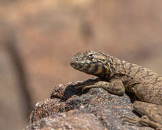 Image of Tarapaca Pacific Iguana