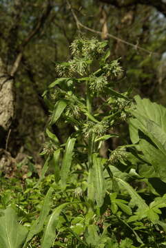 Image of Cynoglossum dubium (Fisch. & C. A. Mey.) Greuter & Stier