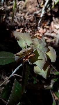 Image of Chlamydacanthus