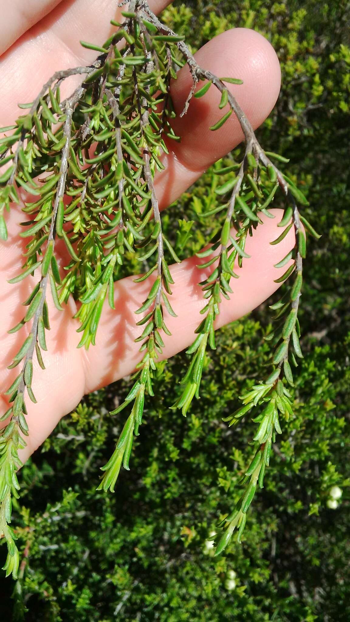 Image of Diosma aspalathoides Lam.