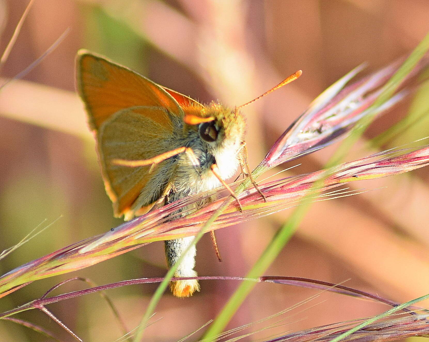 Image of small skipper