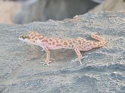Image of Richtersveld Gecko