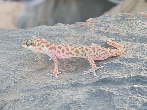 Image of Richtersveld Gecko
