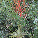 Image of Tillandsia adpressiflora Mez