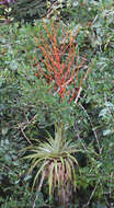 Image of Tillandsia adpressiflora Mez