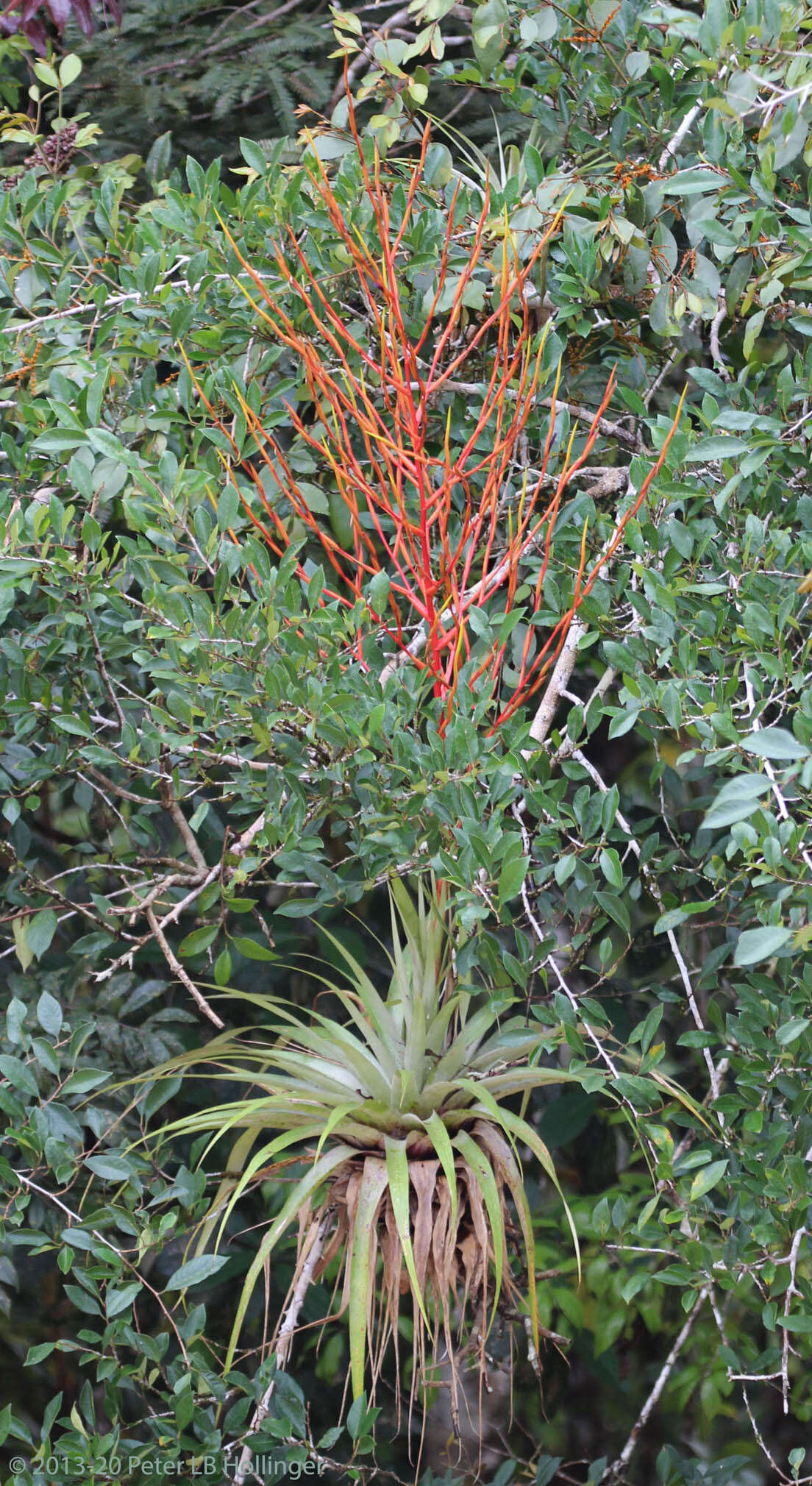 Image of Tillandsia adpressiflora Mez