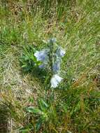 Image of Alpine Bellflower