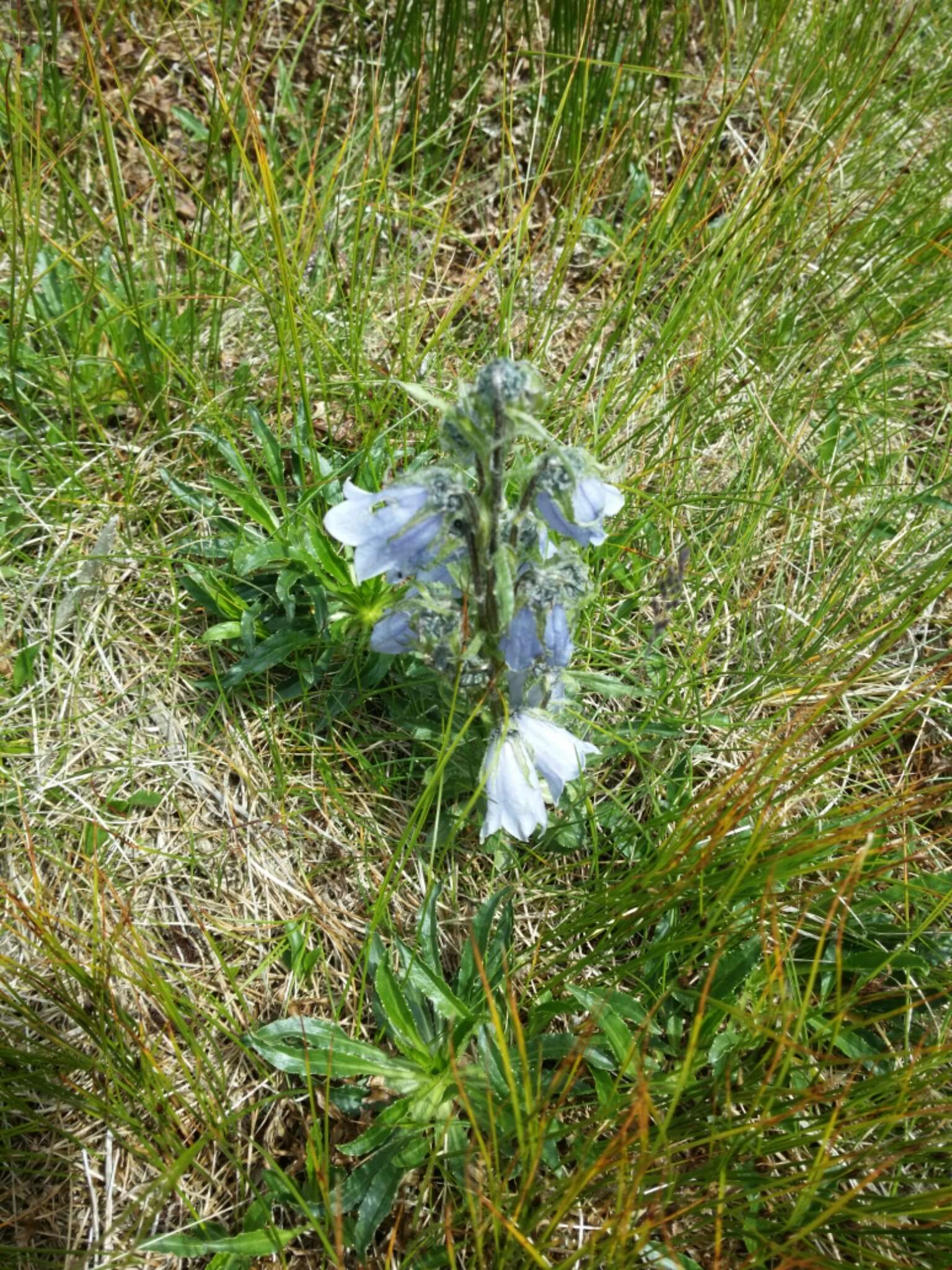 Image of Alpine Bellflower