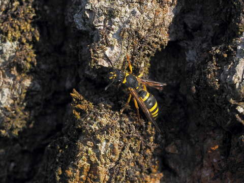 Image of Ancistrocerus nigricornis (Curtis 1826)