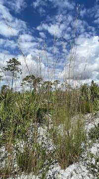 Image de Andropogon cumulicola