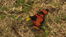 Image of <i>Acraea <i>acara</i></i> acara