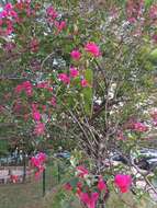 Imagem de Bougainvillea spectabilis Willd.