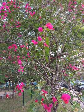 Bougainvillea spectabilis Willd. resmi