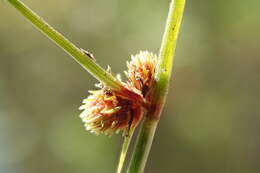 Image of Small-Flower Halfchaff Sedge